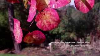 Cercidiphyllum japonicum Katsura Tree [upl. by Matthia]