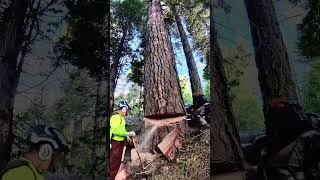 nice ponderosa pine died right next to the highway [upl. by Ag]