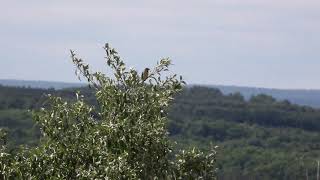 Dickcissel Bird Song [upl. by Regazzi]