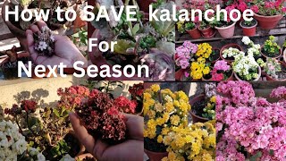 How to Grow and Care Kalanchoe For Next Season  Kalanchoe Plant Care In Nepali [upl. by Bronez474]