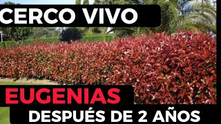 Cerco vivo de Eugenias  Crecimiento y progreso después de 2 años [upl. by Eintrok]