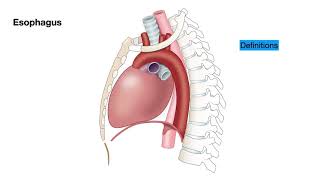 EGDColonoscopyEnteroscopy Lesson 1 Anatomy of the Esophagus [upl. by Kcirredal45]