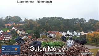 2024 10 19 Storchennest Röttenbach Guten Morgen 🐦🐦 Nachmieterversammlung 🐦🐦 🤣🤣🤣 [upl. by Wynne463]