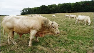 Charolais Pierre Lenoble report [upl. by Reitman]