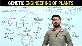 Genetic engineering of Plants  How Scientists are Modifying Crops to Benefit Agriculture [upl. by Htebasile]