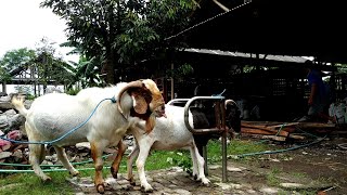 Natural boer goat farming  Goat farming in village [upl. by Dulcinea969]