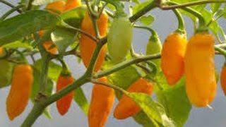 ⟹ Datil Pepper Capsicum chinense PLANT REVIEW pepper [upl. by Pressey898]