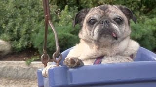 Cutest Pug Plays at the Park [upl. by Huppert]