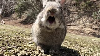 quotAngryquot bunny  Rabbit Screaming [upl. by Ettennat]