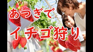 厚木でいちご狩りを楽しもう！ 神奈川県厚木市 [upl. by Nage]