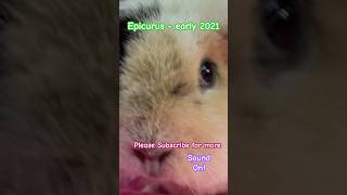 Super Epicurus shortsfeed share viral lovepets small guineapig care fyp foryouforyou fyo [upl. by Imnubulo]