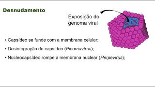 Replicação Viral  Fitopatologia Agrícola  Prof Ismaele Lima [upl. by Odlavu]