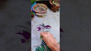 propagate cuttings in water amp soil wanderingzewgardening naturlover🍃🌱💚❤️💜🥰👍😊 [upl. by Aliak]