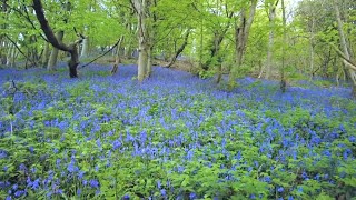 A Walk through a Bluebell Forest English Countryside 4K [upl. by Lesh171]