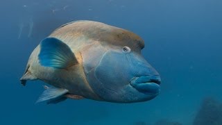 Humphead wrasse Whitsundays [upl. by Eddra]