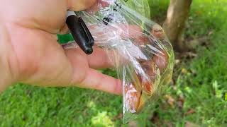 CanistelBruce Pouteria Campechiana at the Fruit and Spice Park in Homestead Florida [upl. by Tehr]