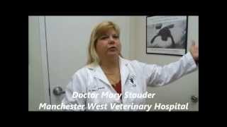 Pet Tips  Bladder Stones [upl. by Strawn]