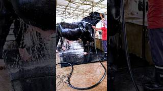 Gigantic Holstein Friesian bull is being showered on a summer afternoon at Brownies Ranch [upl. by Urania]