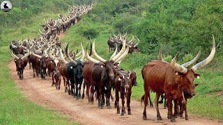 Granja de vacas Longhorn de Texas  ¿Cómo granjero criar millones de vacas de cuernos largos [upl. by Philippa]