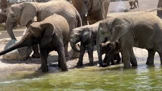 Elephants having fun at the lake in Sharjah Safari Park [upl. by Ahselrac]