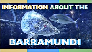 all about the BARRAMUNDI aquafacts [upl. by Nary863]