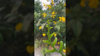 Plant friends are the best friends  Fishbone Cactus  Epiphyllum [upl. by Bak]