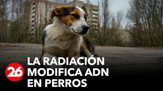 Estudian a perros quotradioactivosquot de Chernobyl [upl. by Claudetta]