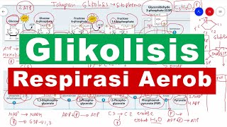 Glikolisis Respirasi Aerob Katabolisme Karbohidrat [upl. by Orips]