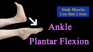 Ankle Joint Plantar Flexors Foot Muscles Ankle Joint Movement Anatomy 3D Motion Toe Down [upl. by Orecul793]