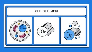 Cell DiffusionBiology short Learning videoEducational amp informative videoScience for kids grade 8 [upl. by Eupheemia]