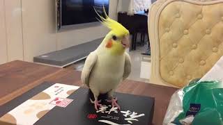 Cockatiel tap dancing on a box [upl. by Novets]