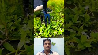 🤔ரிமூவபல் வீடிங் டூல்⁉️  Amazing Farm Tools 💥 trending weeding farmtools statisfying shorts [upl. by Arabele]