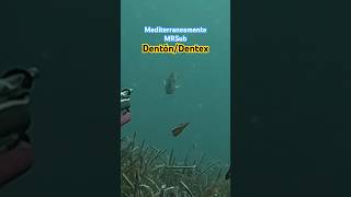 denton dentex pescasubapnea fishing spearfishing cazasubmarina pescasubmarina [upl. by Garreth]