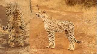 Cheetah Calling  The Sights and Sounds of Thanda [upl. by Niatsirk]