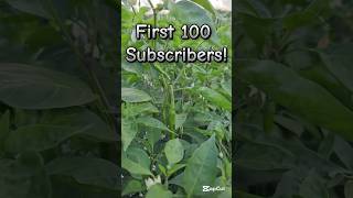 100 subscribers in 16 days You support fuels our growth pertanian garden farming subscribers [upl. by Milburr]