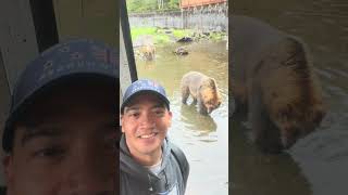 BROWN BEAR  Fortress of The Bears brownbear Fortressofthebear SitkaAlaska foryou ytshorts [upl. by Dweck808]