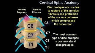 Cervical Spine Anatomy [upl. by Suzy]