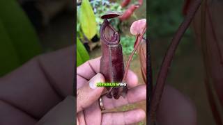 Nepenthes Mirabilis wing x Ampullaria black miracle plantacarnivora [upl. by Arundel778]