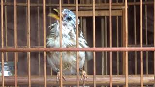 Song of Albino Chinese Thrush Year One [upl. by Ike]