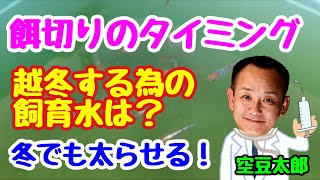 餌切りのタイミング 越冬させる飼育水は？冬でも太らせる！ [upl. by Klein107]