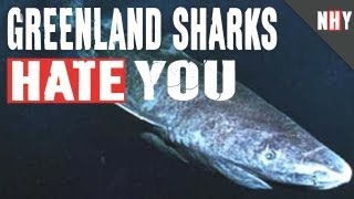 GREENLAND SHARKS HATE YOU [upl. by Tecil]