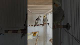 COCKATIEL SINGING Male Cockatiel Singing a Lot cockatielsinging cockatielbird cockatiels shorts [upl. by Ylrehs]