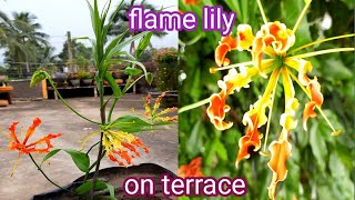 how to grow flame lily gloriosa superba  agnishikha or glori lily in a pot [upl. by Enaled]