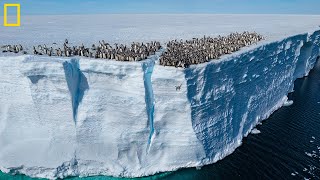 Baby penguins seen cliff diving on camera for 1st time [upl. by Laemaj]