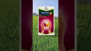 Best fungicide for paddy in telugu1  Nativo Fungicide  Paddy Cultivation [upl. by Illac]