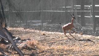 Gerenuk Running Slow Motion [upl. by Tap]