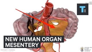 Why new human organ called mesentery is so important [upl. by Ronnica]