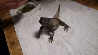 Zukie the Chuckwalla Sitting up for his snack [upl. by Hyatt]