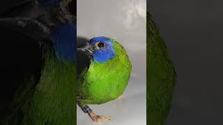 The Male BlueFaced Parrot Finch Perched on a Brabantia Bin [upl. by Hukill]