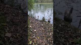 Swans and cygnets running from creepy encounter in a creepy pond [upl. by Amol]